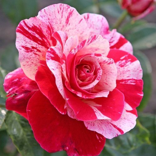 Rosa  Abracadabra ® - bordová - bílá - Stromkové růže, květy kvetou ve skupinkách - stromková růže s keřovitým tvarem koruny